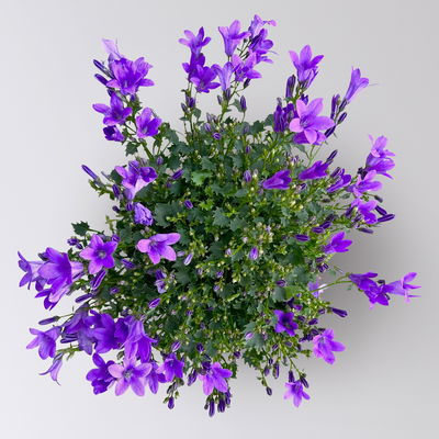 Glockenblume, 2-3 Farben zufällig, Topf-Ø 10,5 cm, 3 Pflanzen