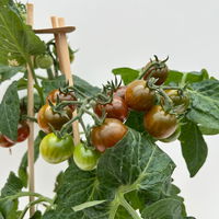 Cherrytomate 'Pick-&-Joy® Cherry Tomato Brown', Topf-Ø 14 cm, 2 Pflanzen