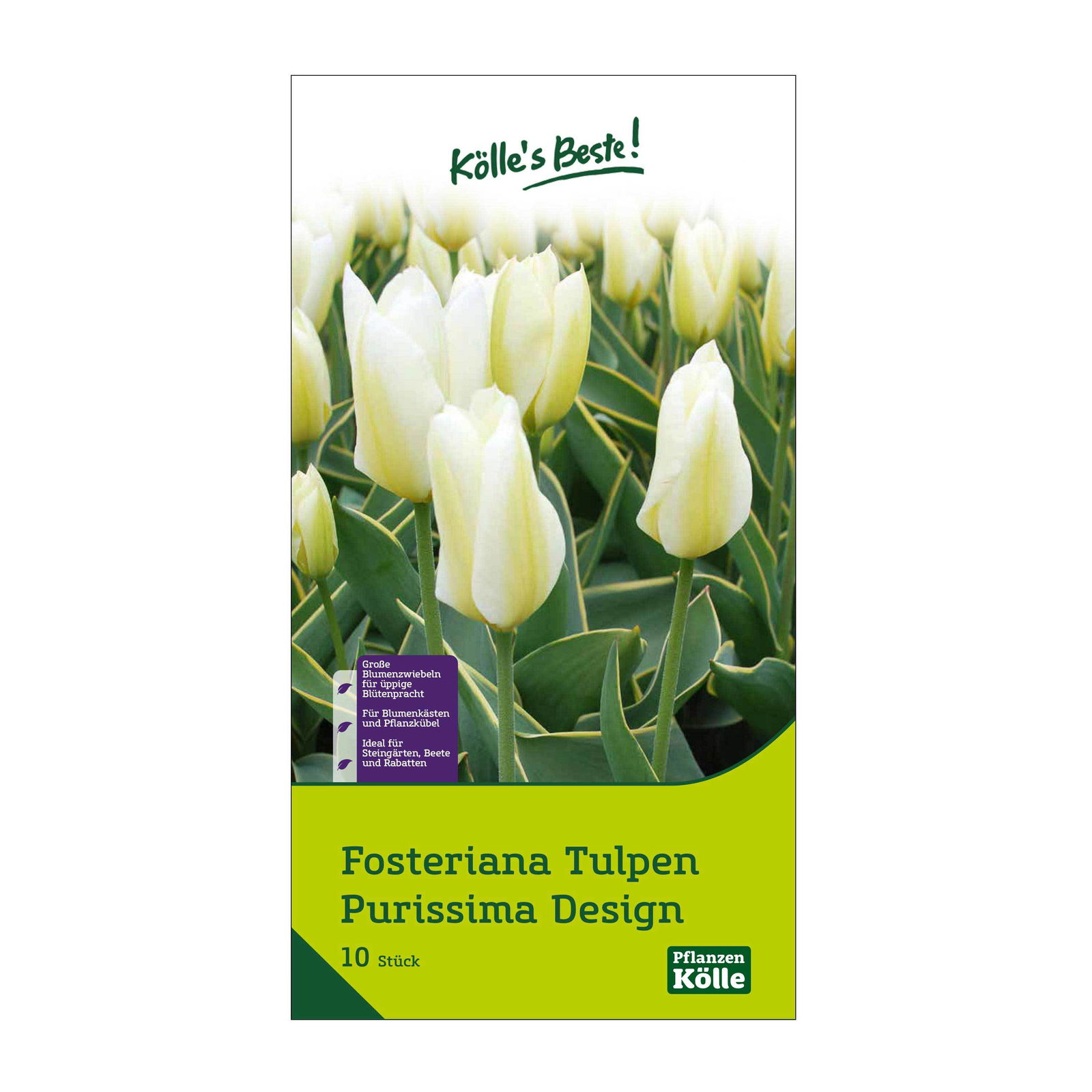 Fosteriana Tulpen Purissima Design weiß/gelb, 10 Blumenzwiebeln