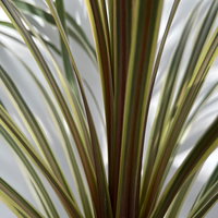 Keulenlilie 'Variegata', grün-weiß, Topf-Ø 24 cm Keulenlilie 'Variegata', grün-weiß, Topf-Ø 24 cm