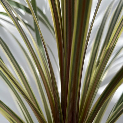 Keulenlilie 'Variegata', grün-weiß, Topf-Ø 24 cm Keulenlilie 'Variegata', grün-weiß, Topf-Ø 24 cm