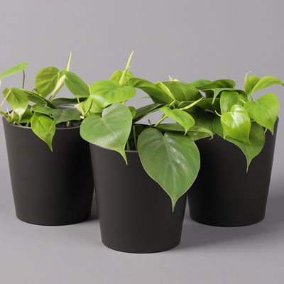 Philodendron scandens in Topf anthrazit, Topf-Ø 12 cm, Höhe ca 20 cm, 3er-Set Philodendron scandens in Topf anthrazit, Topf-Ø 12 cm, Höhe ca 20 cm, 3er-Set