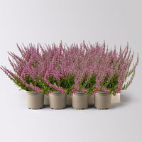 Knospenheide, rosa, Topf-Ø 10,5/11 cm, 8 Pflanzen