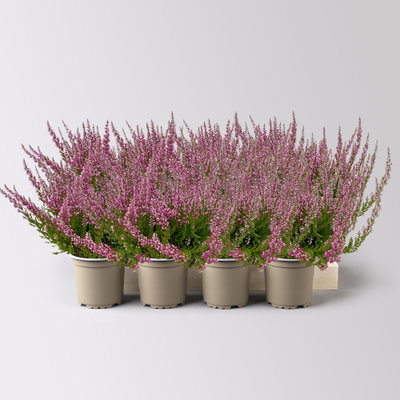 Knospenheide, rosa, Topf-Ø 10,5/11 cm, 8 Pflanzen Knospenheide, rosa, Topf-Ø 10,5/11 cm, 8 Pflanzen
