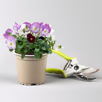 Hornveilchen 'Trio', burgunder-weiß-zweif., Topf -Ø 10 cm, 8 Pflanzen