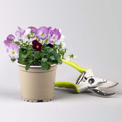 Hornveilchen 'Trio', burgunder-weiß-zweif., Topf -Ø 10 cm, 8 Pflanzen