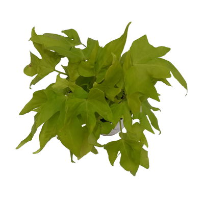 Süßkartoffel, helllaubig, Zierform, Topf-Ø 12 cm. 6 Pflanzen