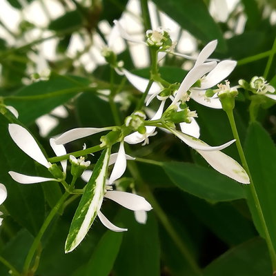 Zauberschnee™ 'Diamond Frost™' XL weiß, Topf 17 cm Ø, 2 Pflanzen Zauberschnee™ 'Diamond Frost™' XL weiß, Topf 17 cm Ø, 2 Pflanzen