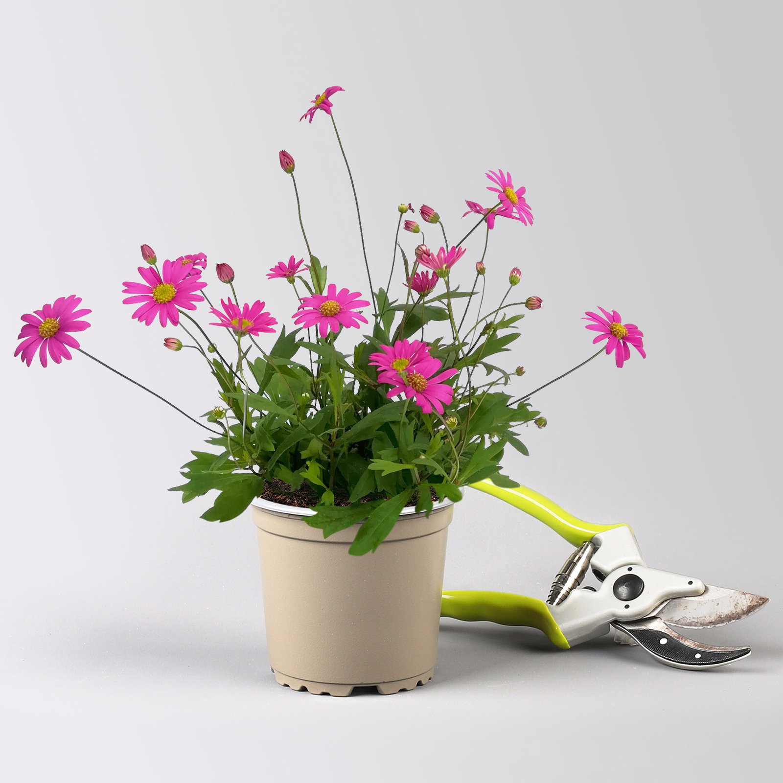 Pflanzenkreation 'Insektenbuffet', bunt, 6 Pflanzen inkl. Erde und Dünger