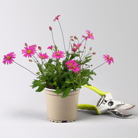 Pflanzenkreation 'Insektenbuffet', bunt, 6 Pflanzen inkl. Erde und Dünger