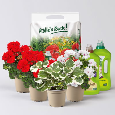 Pflanzenkreation Geranienzauber, klein, 4 Pflanzen inkl. Erde und Dünger