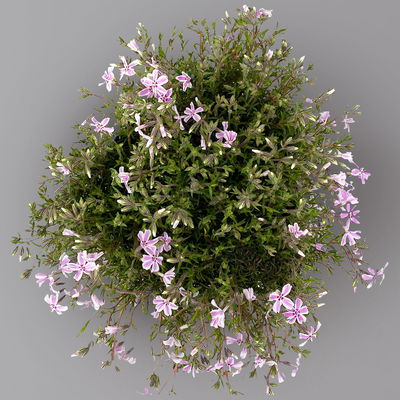 Kölles Beste Polster-Flammenblume 'Candy Stripes' rosa-weiß, 3 Liter Topf