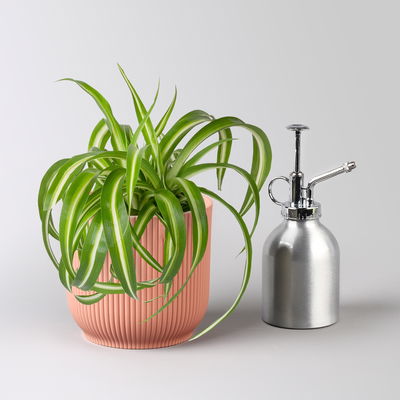 Grünlilie 'Bonnie', Topf-Ø 12 cm, inkl. Übertopf Vibes rosa, 2 Pflanzen Grünlilie 'Bonnie', Topf-Ø 12 cm, inkl. Übertopf Vibes rosa, 2 Pflanzen