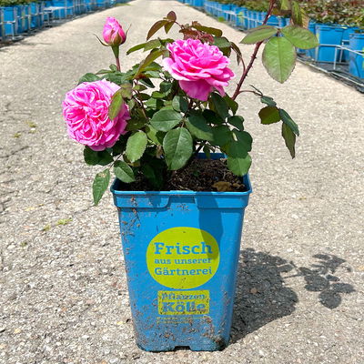 Englische Rose 'Gertrude Jekyll' (Ausbord) David Austin, rosa, Topf 5 Liter
