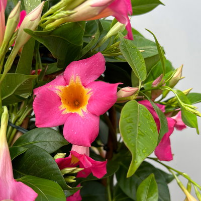 Dipladenie 'Quartz', pink gesternt, Doppelbogen, Höhe ca. 60 cm, Topf-Ø 17 cm Dipladenie 'Quartz', pink gesternt, Doppelbogen, Höhe ca. 60 cm, Topf-Ø 17 cm