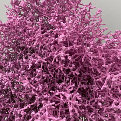 Calocephalus, rosa gefärbt, Topf-Ø 12 cm, 6 Pflanzen Calocephalus, rosa gefärbt, Topf-Ø 12 cm, 6 Pflanzen