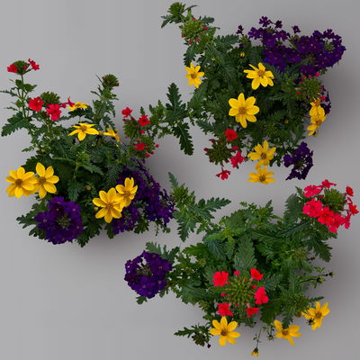 Sommerblüher-Mix, TrioMio™ 'Tweety Funk' pink-blau-gelb, Topf 12 cm Ø, 6er-Set Sommerblüher-Mix, TrioMio™ 'Tweety Funk' pink-blau-gelb, Topf 12 cm Ø, 6er-Set