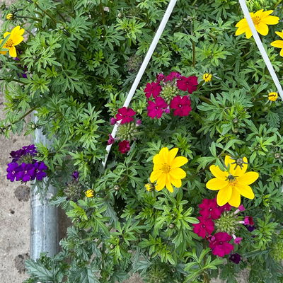 Blumenampel TrioMio™ 'Tweety Jazz', lila-blau-gelb, Ampeltopf-Ø ca. 27 cm Ø