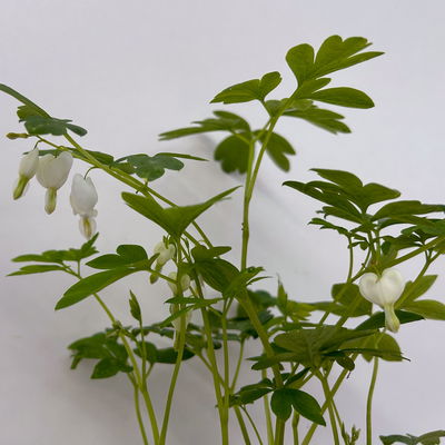 Bio Tränendes Herz 'Alba', weiß, Topf 11x11 cm, 3 Pflanzen