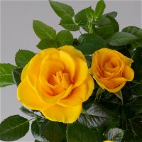 Rose 'Infinity' gelb, Topf-Ø 14 cm, 2er-Set