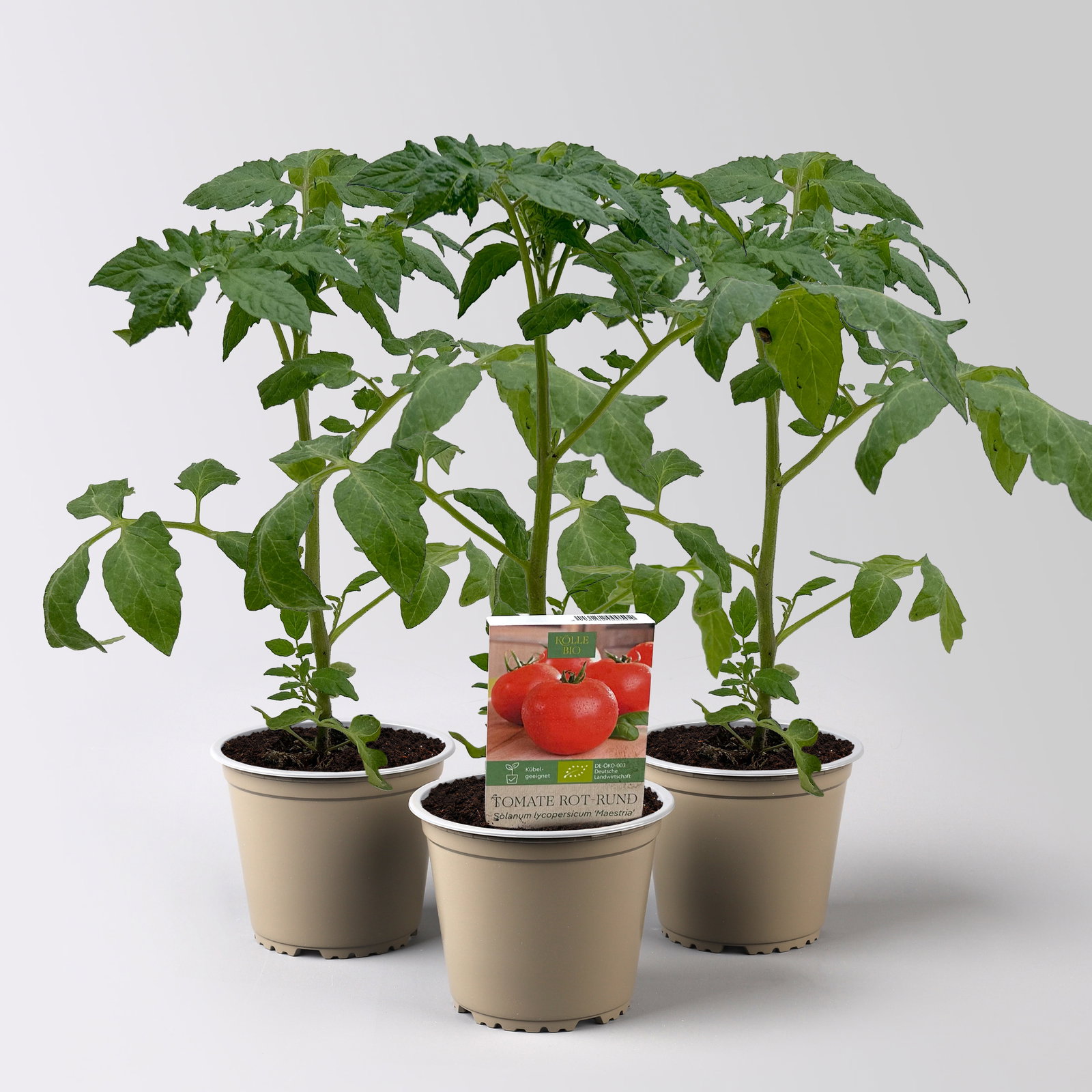 Bio Tomate Rot-Rund 'Maestria', Topf-Ø 12 cm, 3 Pflanzen