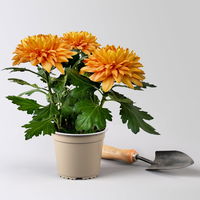 Chrysantheme 'Chrysanne® Zembla Durango' orange großblumig, Topf-Ø 13cm, 6er-Set