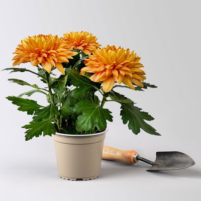 Chrysantheme 'Chrysanne® Zembla Durango', orange, Topf-Ø 13cm, 6 Pflanzen