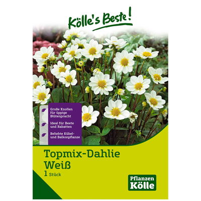 Topmix-Dahlien 'Bambino' weiß, 1 Blumenknolle