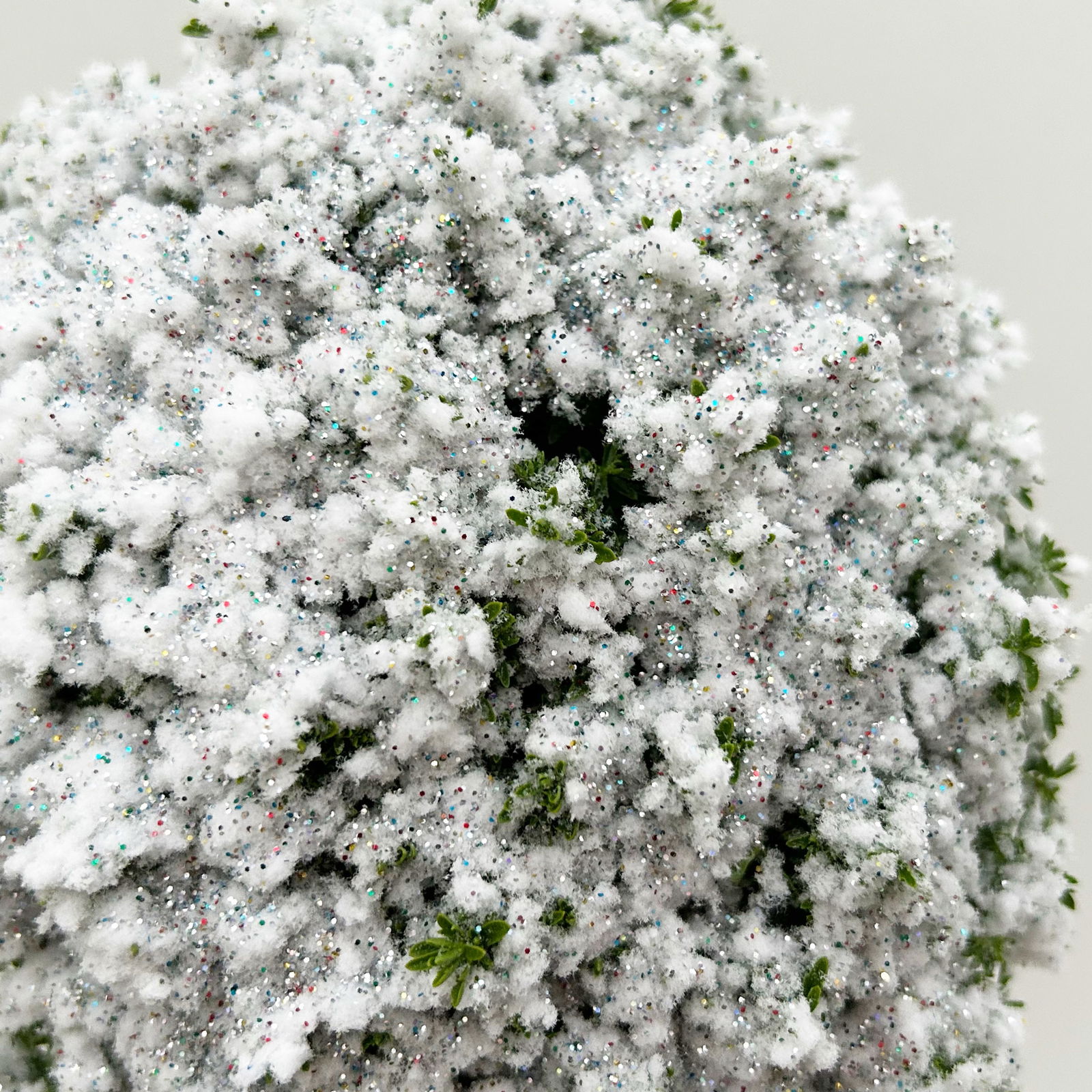 Hebe 'X-Mas Boys', winterweiß, Topf-Ø 12 cm, 6 Pflanzen Hebe 'X-Mas Boys', winterweiß, Topf-Ø 12 cm, 6 Pflanzen