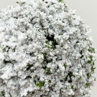 Hebe 'X-Mas Boys', winterweiß, Topf-Ø 12 cm, 6 Pflanzen Hebe 'X-Mas Boys', winterweiß, Topf-Ø 12 cm, 6 Pflanzen