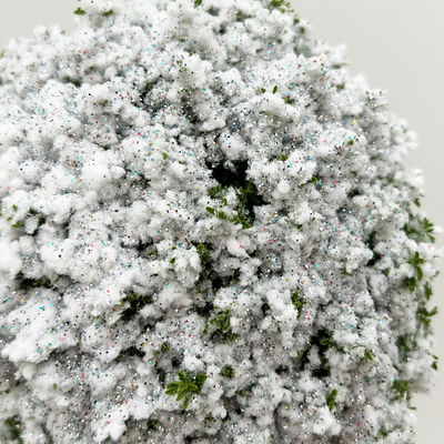 Hebe 'X-Mas Boys', winterweiß, Topf-Ø 12 cm, 6 Pflanzen Hebe 'X-Mas Boys', winterweiß, Topf-Ø 12 cm, 6 Pflanzen