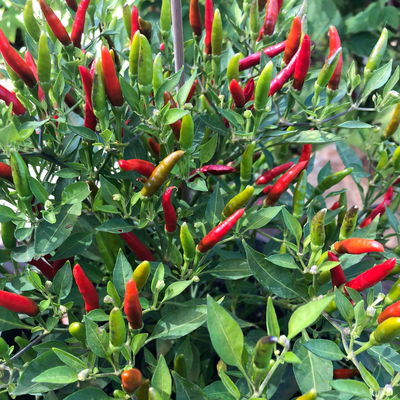 Blu Bio Chili 'Thai Chili F1', Topf-Ø 15 cm, 3er Set Blu Bio Chili 'Thai Chili F1', Topf-Ø 15 cm, 3er Set