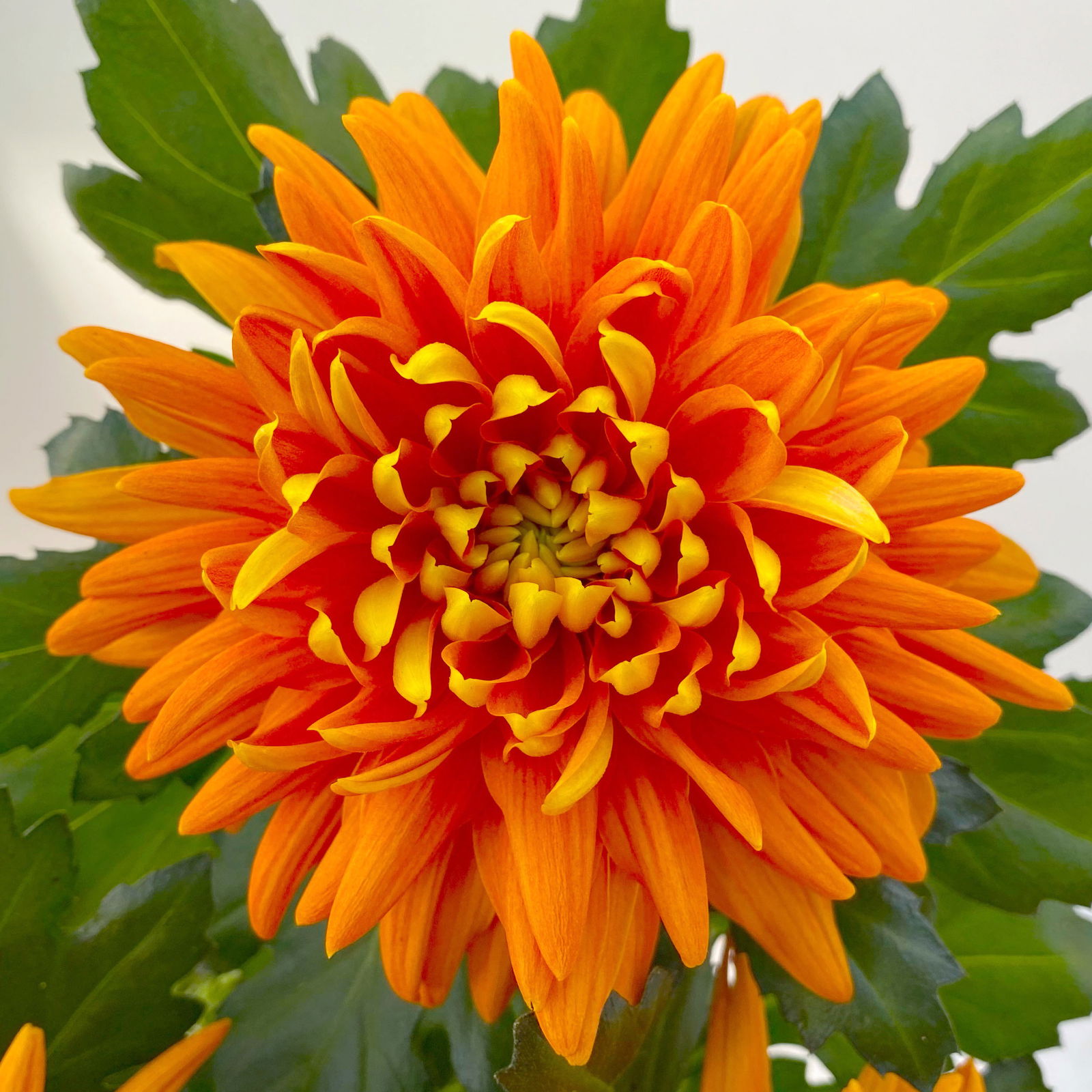 Chrysantheme 'Chrysanne® Zembla Durango' orange großblumig, Topf-Ø 13cm, 6er-Set