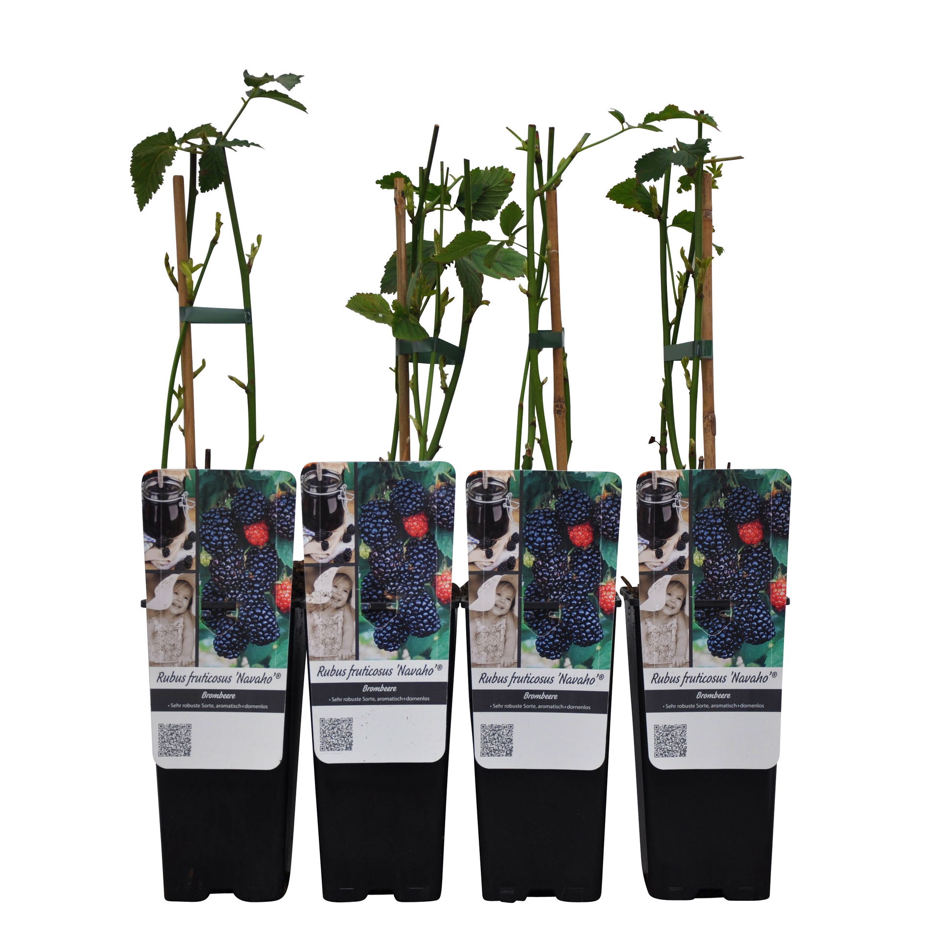 4erSet Brombeere 'Navaho'® kaufen PflanzenKölle