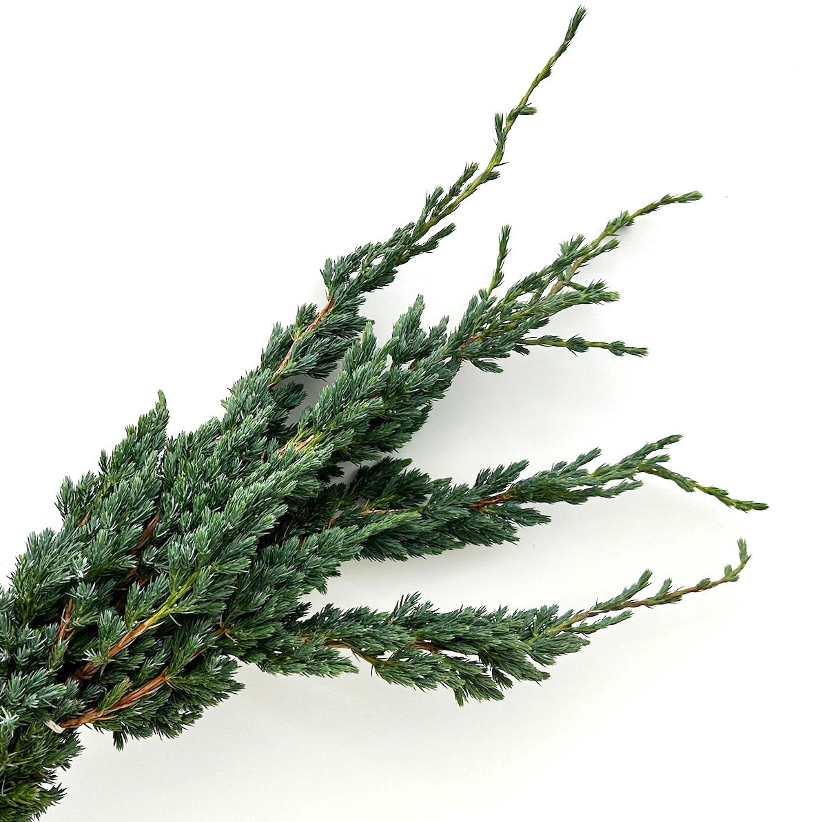 Wacholder 'Meyerii' im Handbund, 3 Bund