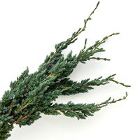 Wacholder 'Meyerii' im Handbund, 3 Bund