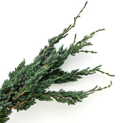 Wacholder 'Meyerii' im Handbund, 3 Bund