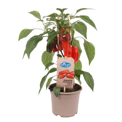 Paprikapflanzen 'Pick-&-Joy® Snack Pepper Red', Topf-Ø 14 cm, 2 Pflanzen Paprikapflanzen 'Pick-&-Joy® Snack Pepper Red', Topf-Ø 14 cm, 2 Pflanzen