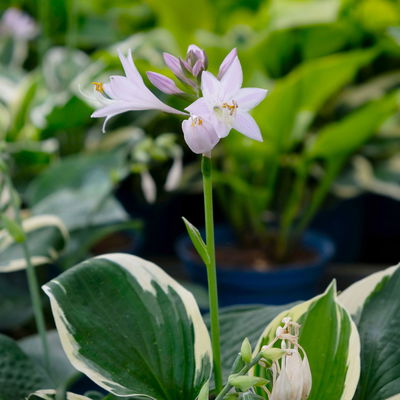 Bio Funkien 'Patriot' violett, Topf 11x11 cm, 3 Pflanzen