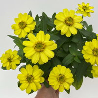 Zinnie, kleinblütig, Farben zufällig, Topf-Ø 12 cm, 6 Pflanzen