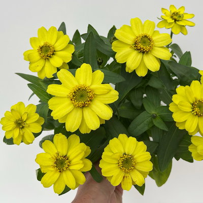 Zinnie, kleinblütig, Farben zufällig, Topf-Ø 12 cm, 6 Pflanzen