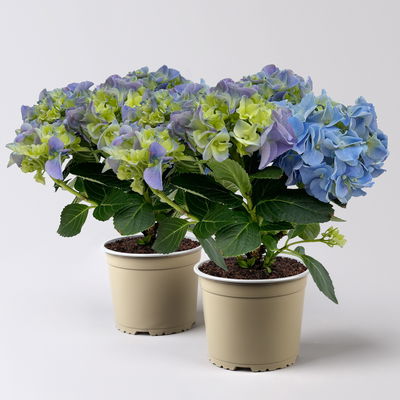Hortensie blau, 3+Dolden, Topf-Ø 10/10,5 cm, Höhe ca.: 22 cm, 2er-Set