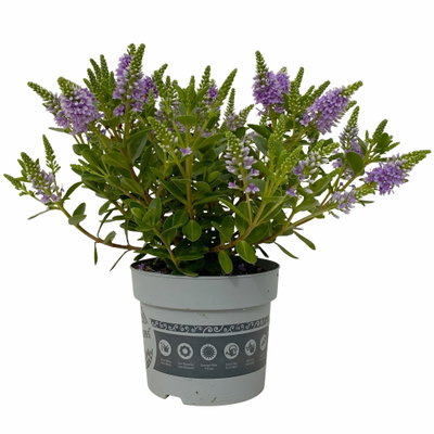Hebe 'All Blooms®', blau, Topf-Ø 10,5 cm, 6 Pflanzen Hebe 'All Blooms®', blau, Topf-Ø 10,5 cm, 6 Pflanzen