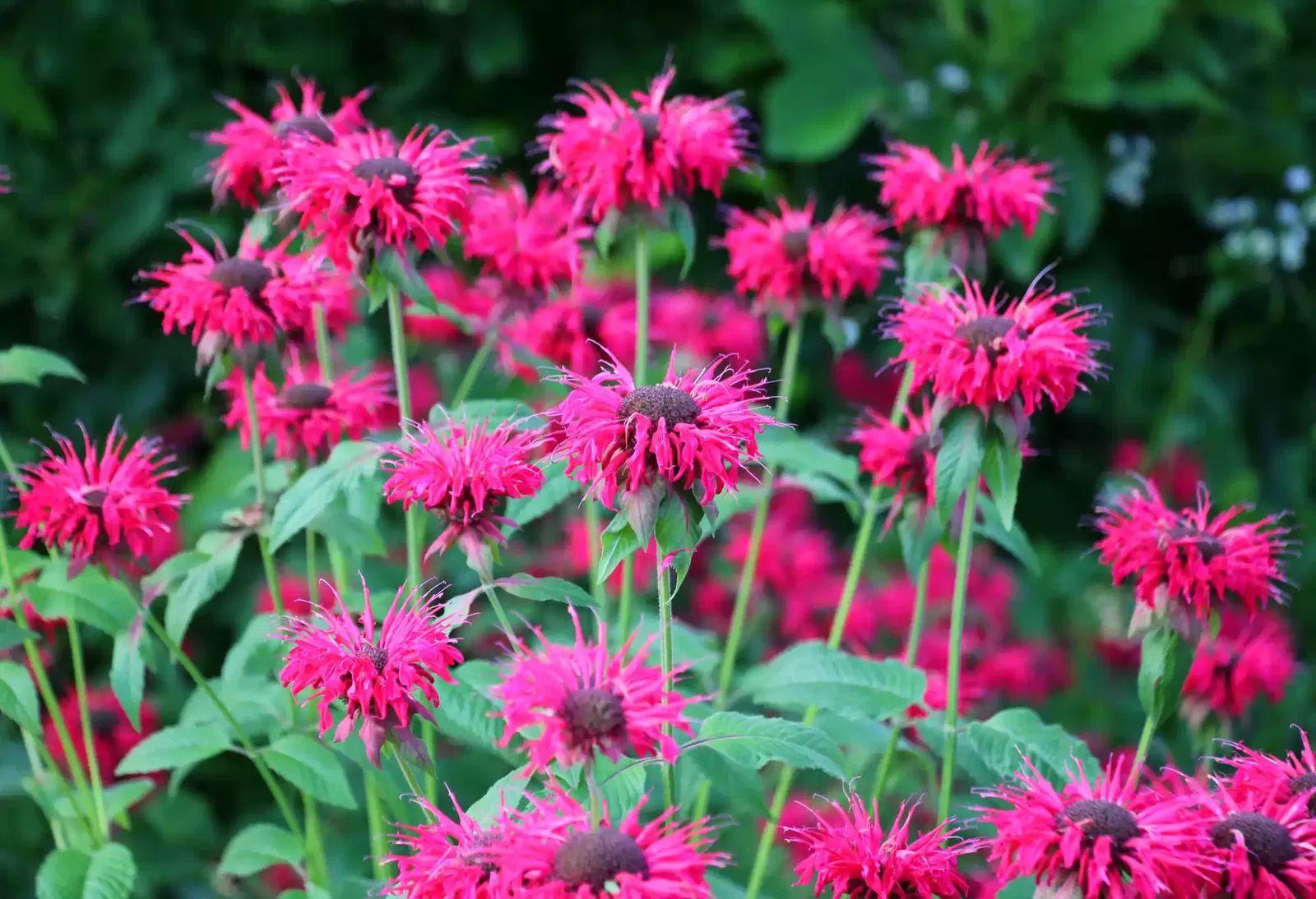 Indianernessel Monarda