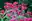 Indianernessel Monarda