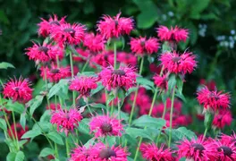 Indianernessel Monarda Indianernessel Monarda