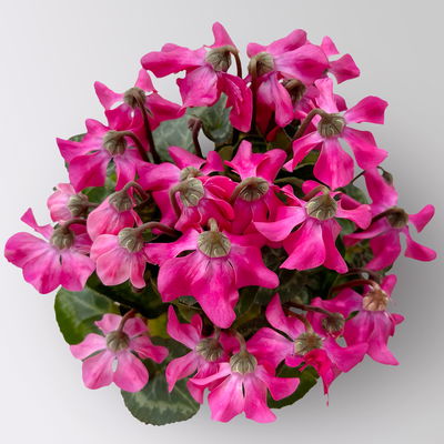 Alpenveilchen 'Petticoat Pink', pink, Topf-Ø 10,5 cm, 4 Pflanzen Alpenveilchen 'Petticoat Pink', pink, Topf-Ø 10,5 cm, 4 Pflanzen