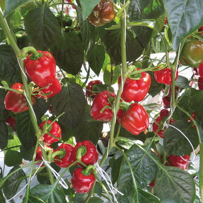 Blu Bio Snackpaprika 'Popti', Topf-Ø 12 cm, 3er-Set Blu Bio Snackpaprika 'Popti', Topf-Ø 12 cm, 3er-Set