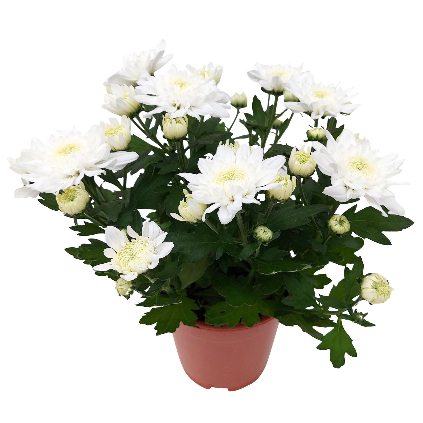 Chrysanthemen 'Chrysanne® Grandezza White', weiß, Topf-Ø 13 cm, 6er-Set