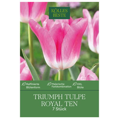 Triumph Tulpen Royal Ten weiß/pink, 7 Blumenzwiebeln